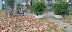 Autumn Leaves Down in Garden
